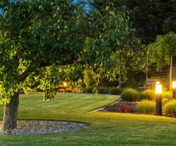 lawn with landscape lighting and tree